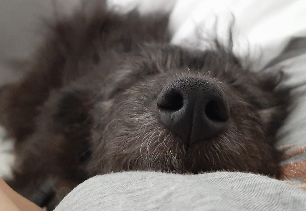 photo of the most beautiful dog nose ever