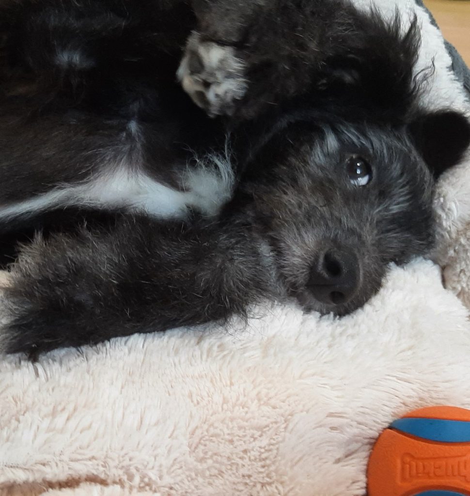 the most beutiful puppy in her fluffy bed