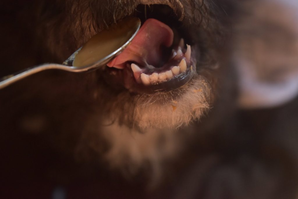 the most beutiful puppy eating peanut butter